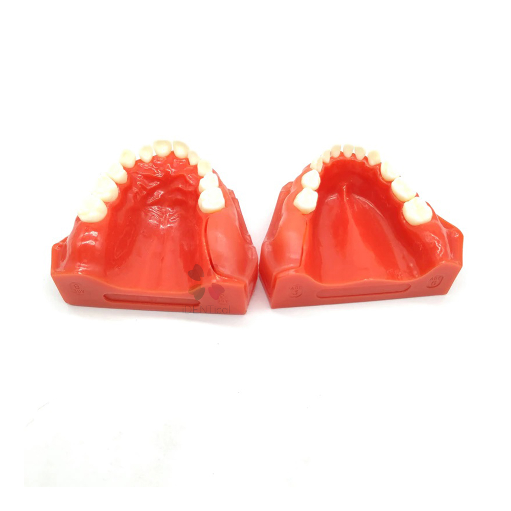 iDENTical Pediatric Development Model Age 3-6 M7011