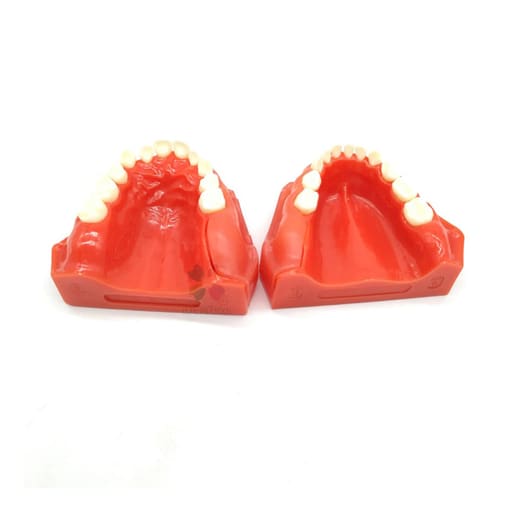 iDENTical Pediatric Development Model Age 3-6 M7011