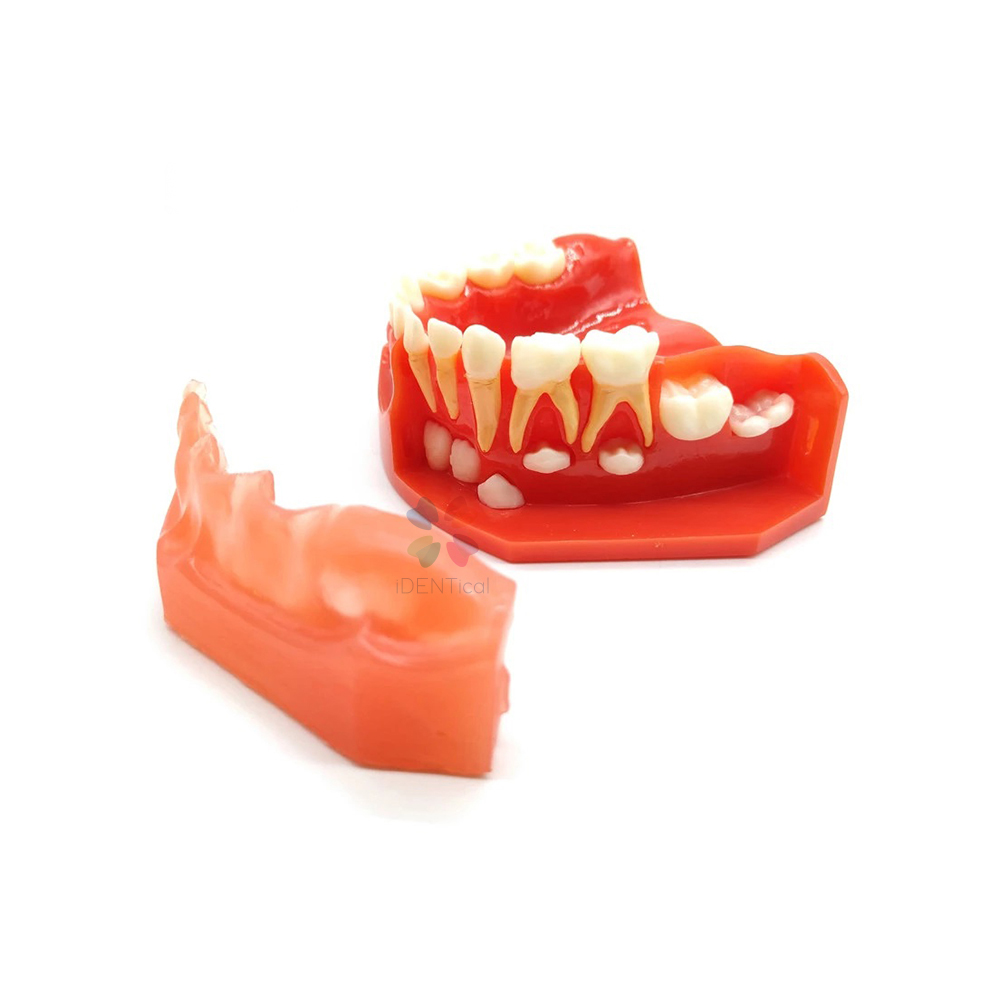 iDENTical Pediatric Development Model Age 3-6 M7011