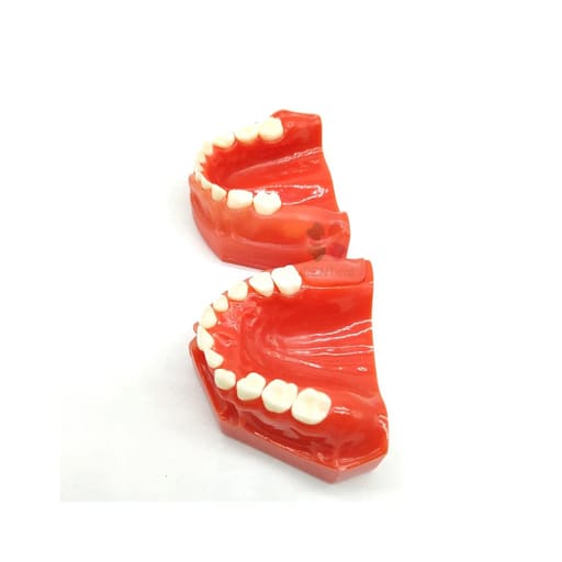 iDENTical Pediatric Development Model Age 3-6 M7011