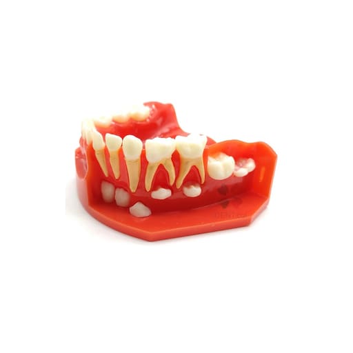 iDENTical Pediatric Development Model Age 3-6 M7011