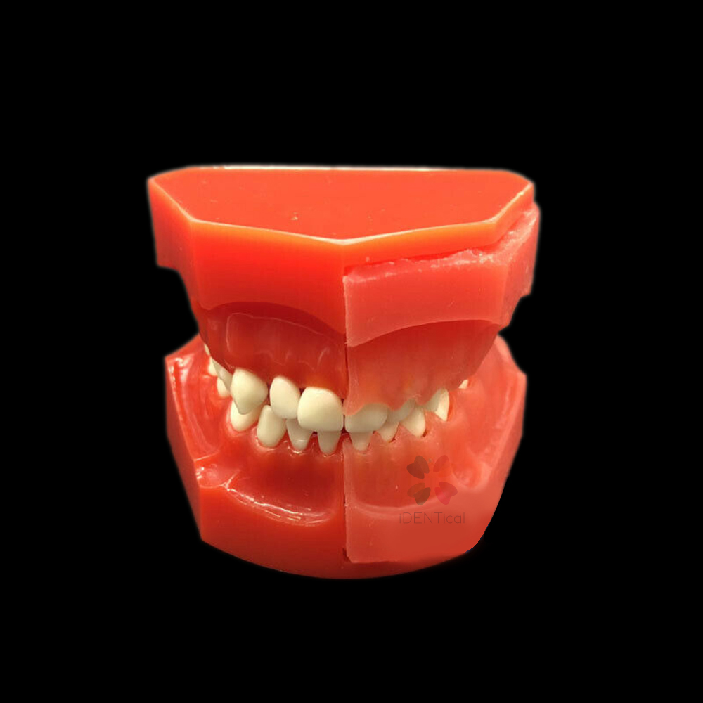 iDENTical Pediatric Development Model Age 3-6 M7011