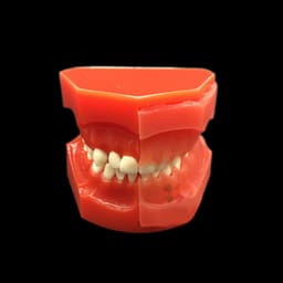 iDENTical Pediatric Development Model Age 3-6 M7011 - 11