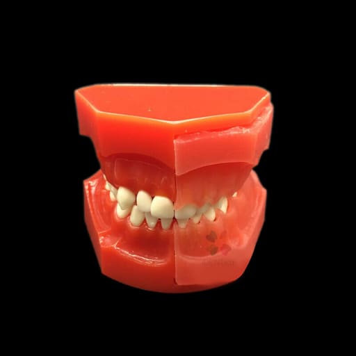 iDENTical Pediatric Development Model Age 3-6 M7011