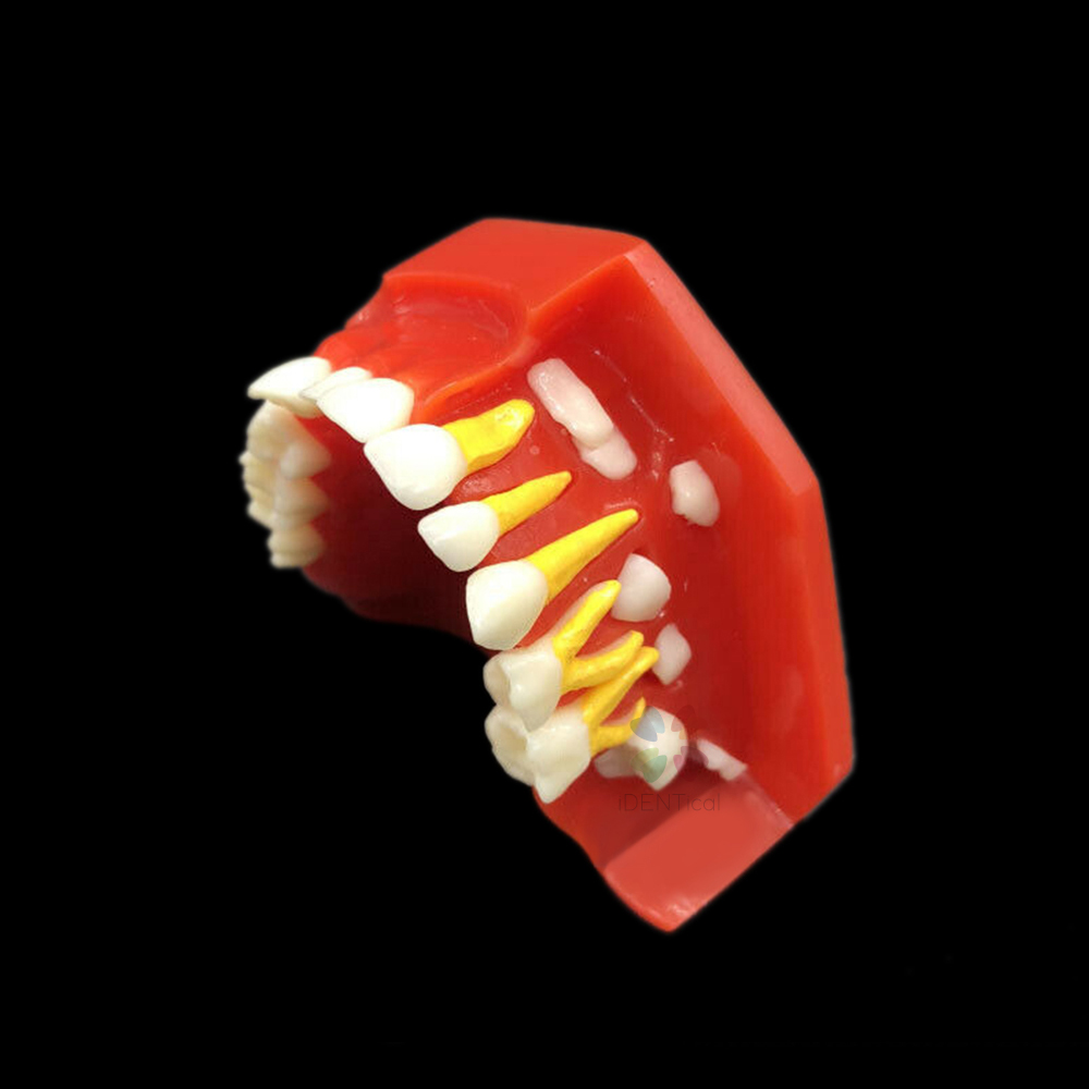 iDENTical Pediatric Development Model Age 3-6 M7011