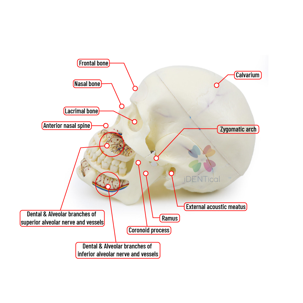 iDENTical Skull Education Model (M5007)