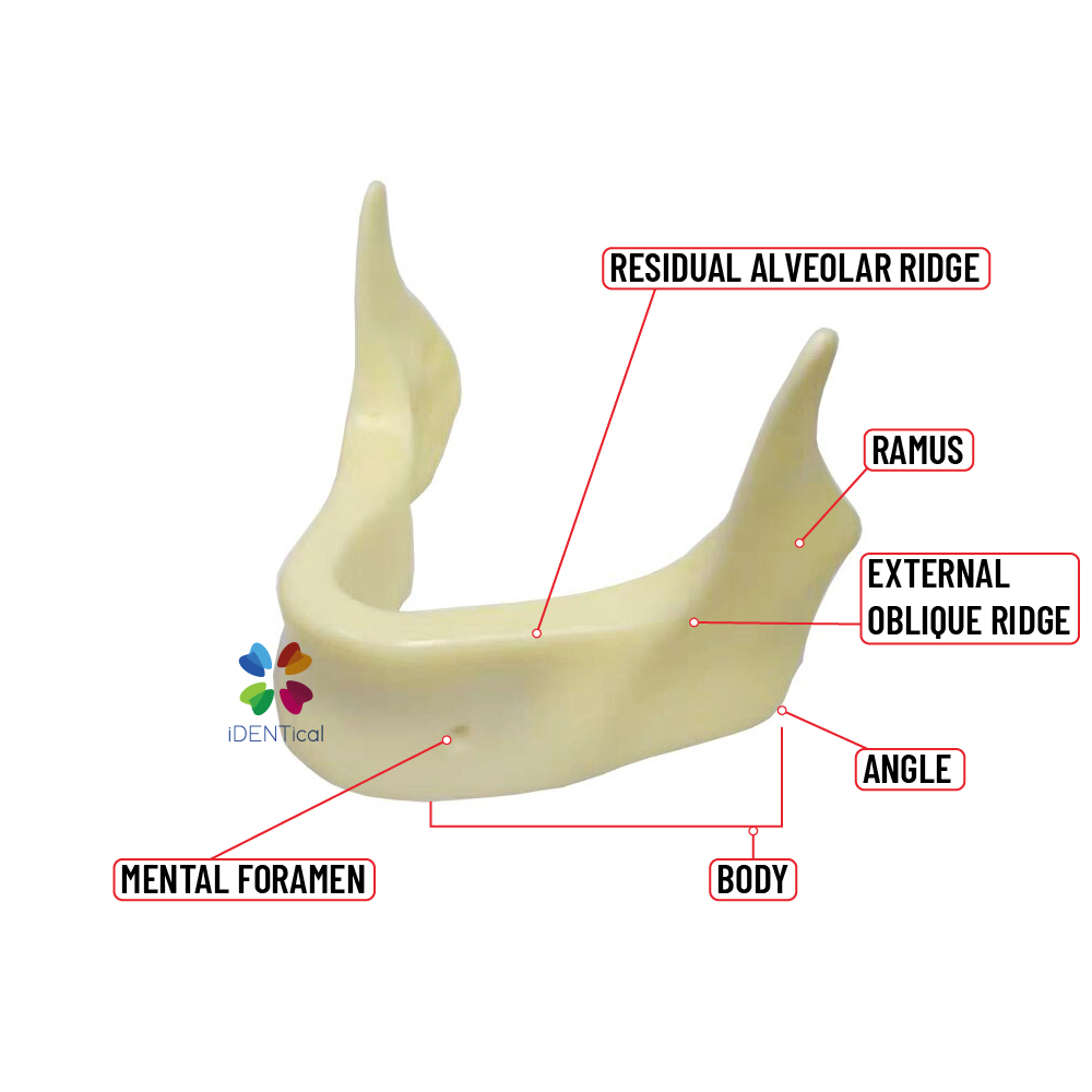 iDENTical Implant Practice Mandible Jaw Model M2025 (1 Piece)