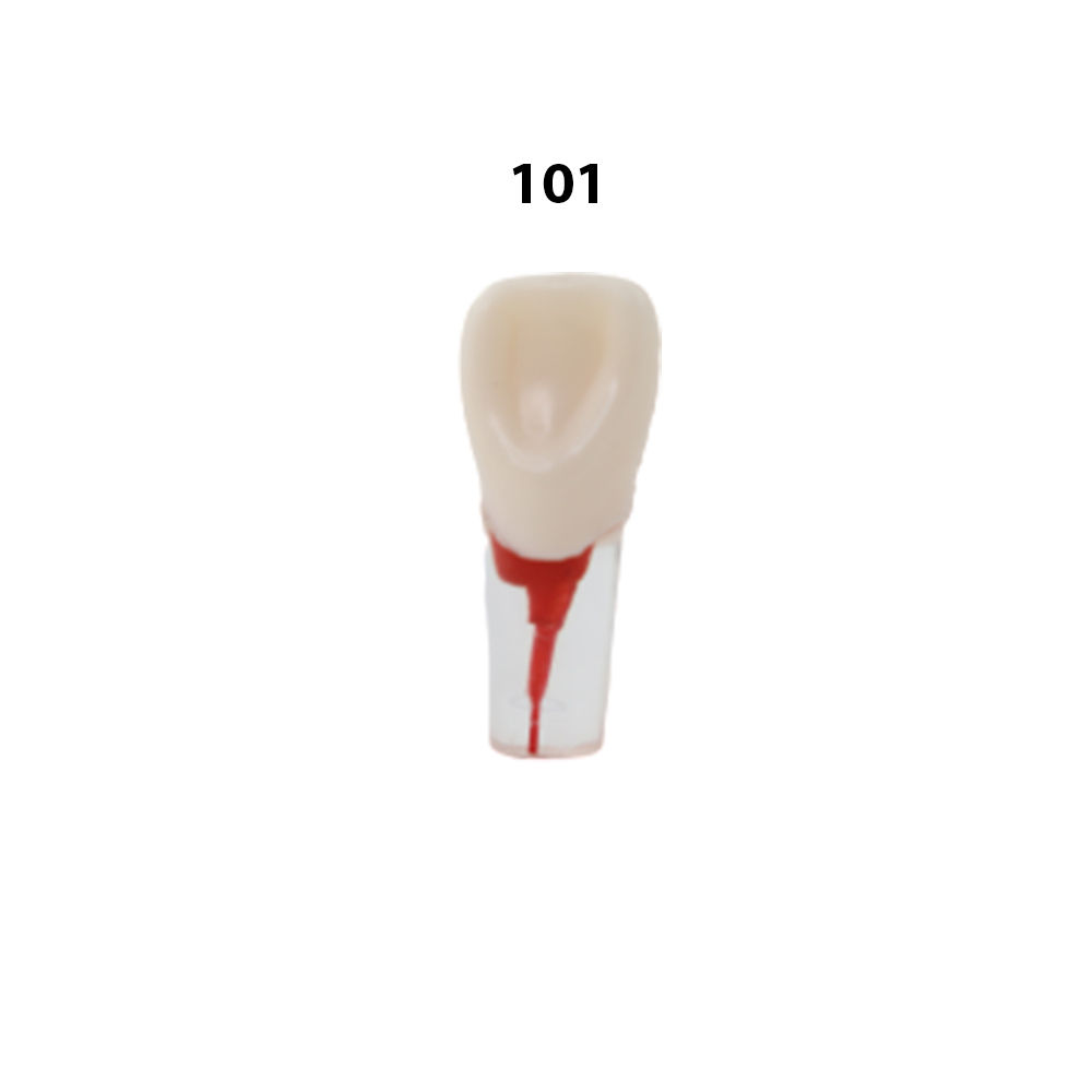 iDENTical Root Canal Treatment Practice Model - 101