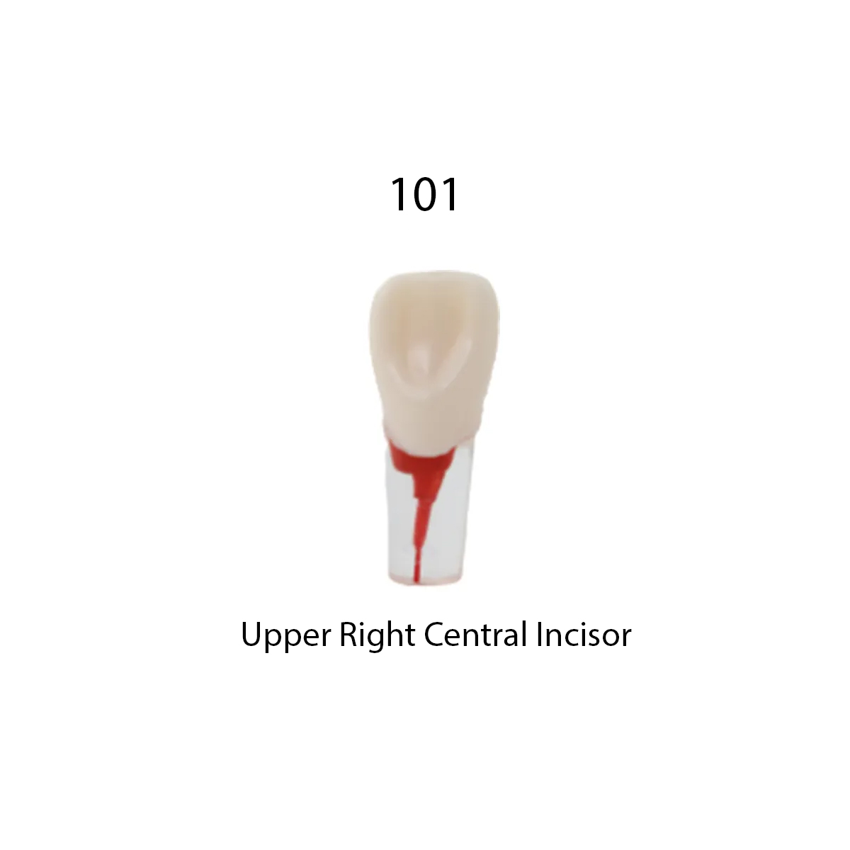 iDENTical Root Canal Treatment Practice Models