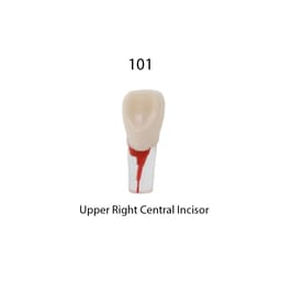iDENTical Root Canal Treatment Practice Models - 8
