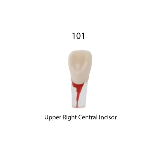 iDENTical Root Canal Treatment Practice Models