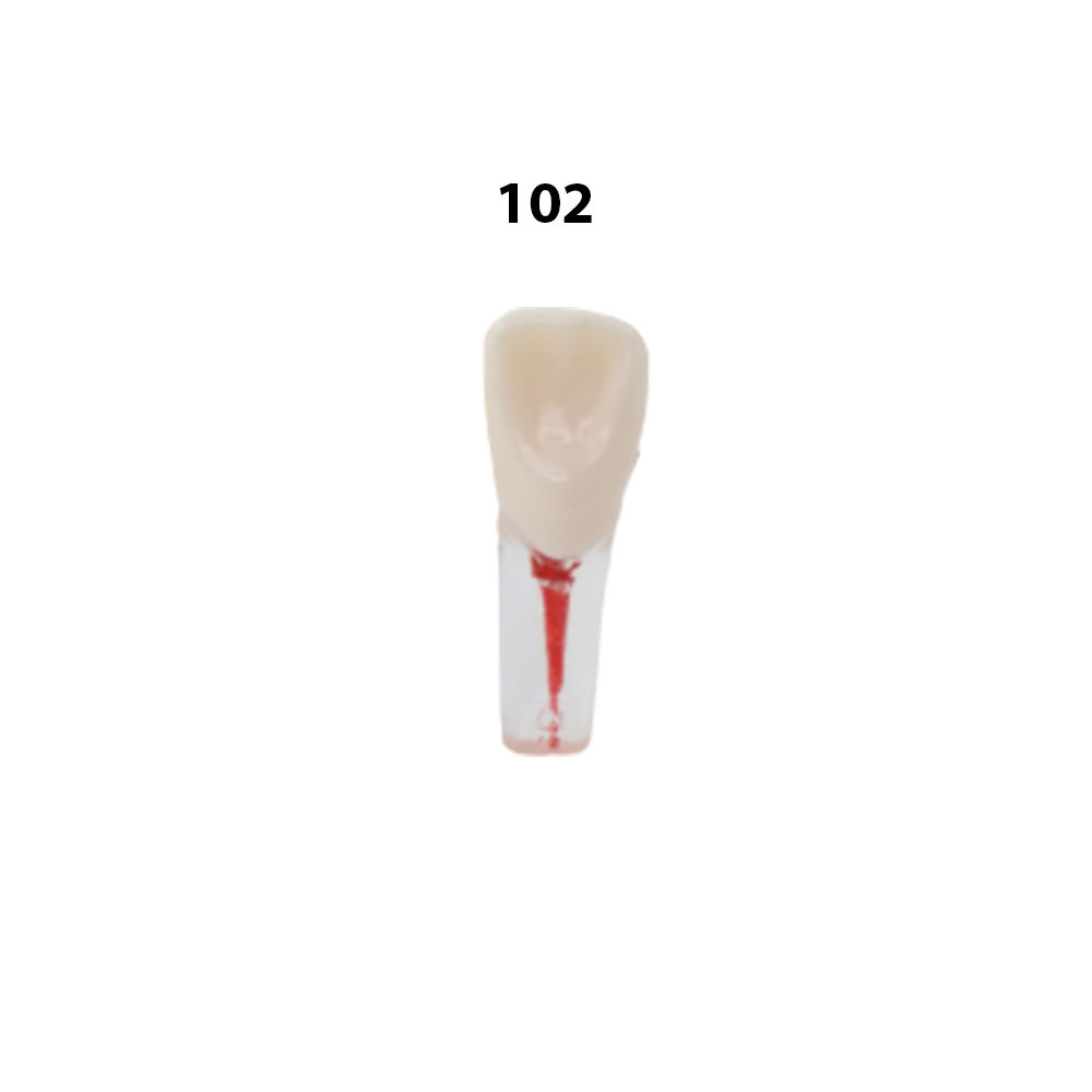 iDENTical Root Canal Treatment Practice Model - 102