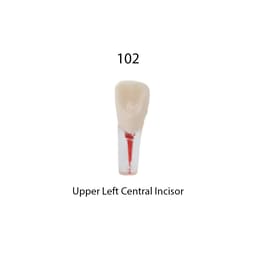 iDENTical Root Canal Treatment Practice Models - 9