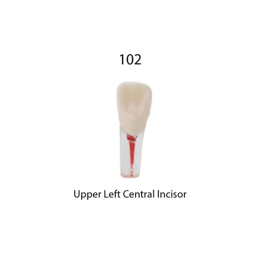 iDENTical Root Canal Treatment Practice Models