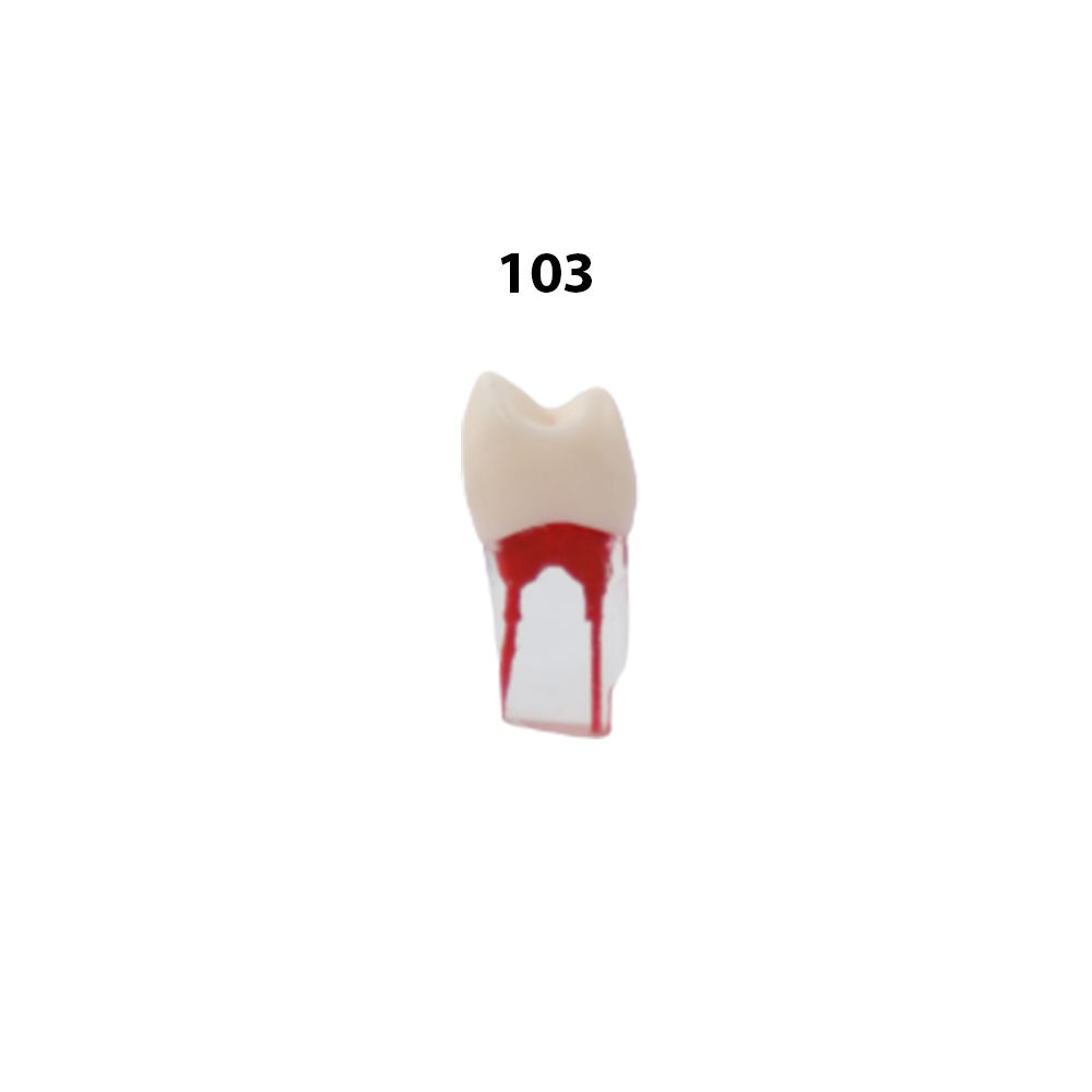 iDENTical Root Canal Treatment Practice Model - 103