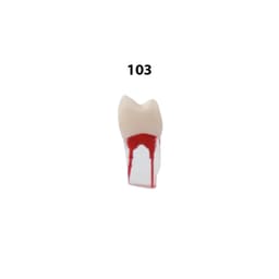 iDENTical Root Canal Treatment Practice Model - 103