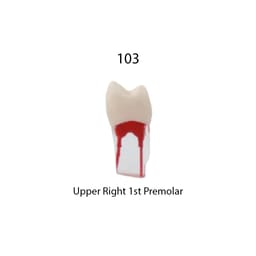 iDENTical Root Canal Treatment Practice Models - 10