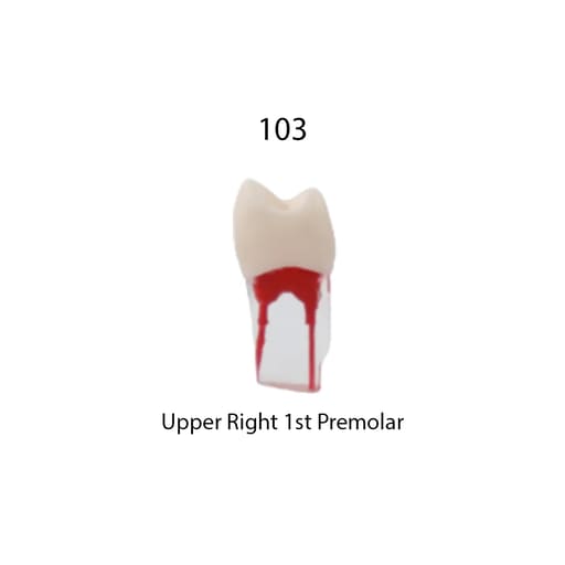 iDENTical Root Canal Treatment Practice Models