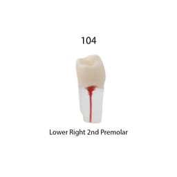 iDENTical Root Canal Treatment Practice Models - 11