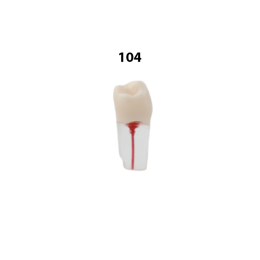 iDENTical Root Canal Treatment Practice Model - 104