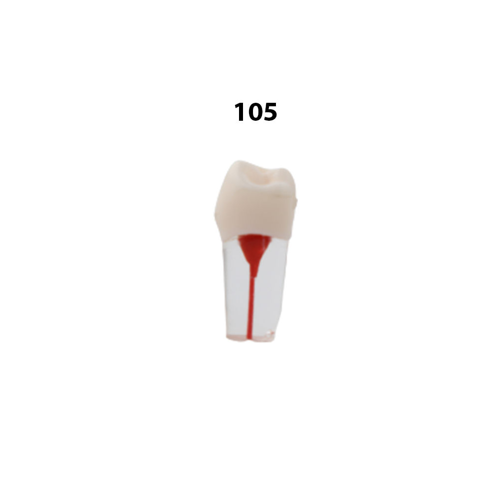 iDENTical Root Canal Treatment Practice Model - 105