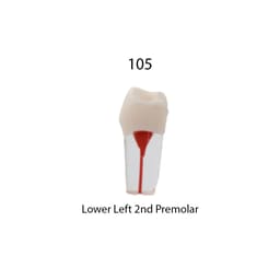 iDENTical Root Canal Treatment Practice Models - 12