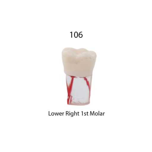 iDENTical Root Canal Treatment Practice Models