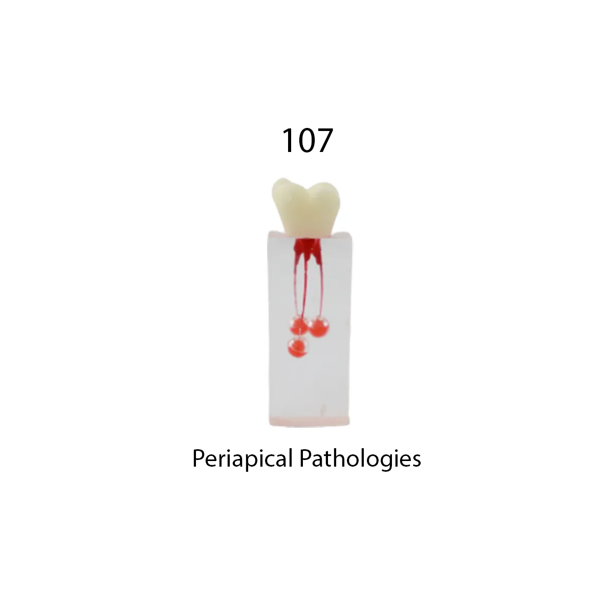 iDENTical Root Canal Treatment Practice Models