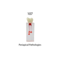 iDENTical Root Canal Treatment Practice Models - 14