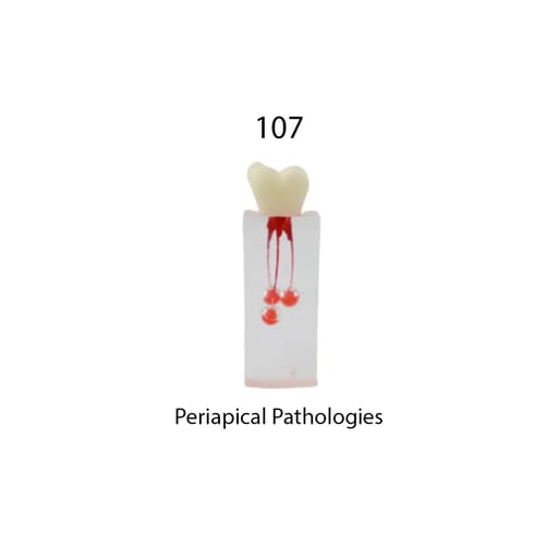 iDENTical Root Canal Treatment Practice Models