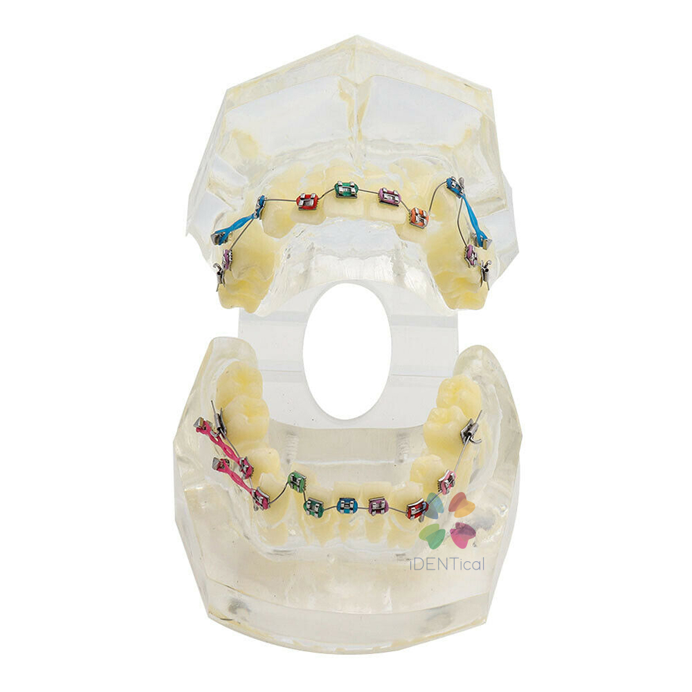 iDENTical Dental Orthodontic Models M3005