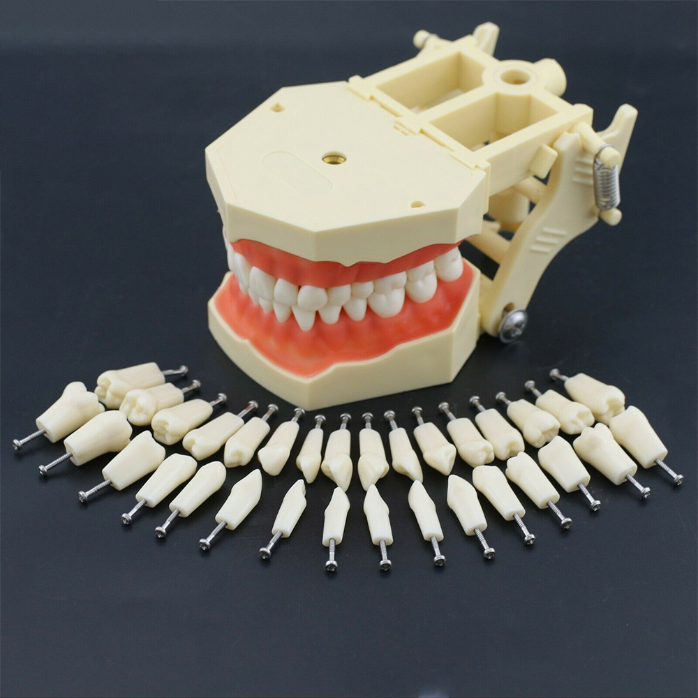 iDENTical Frasaco Type Typodont Jaw Set