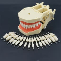 iDENTical Frasaco Type Typodont Jaw Set - 13