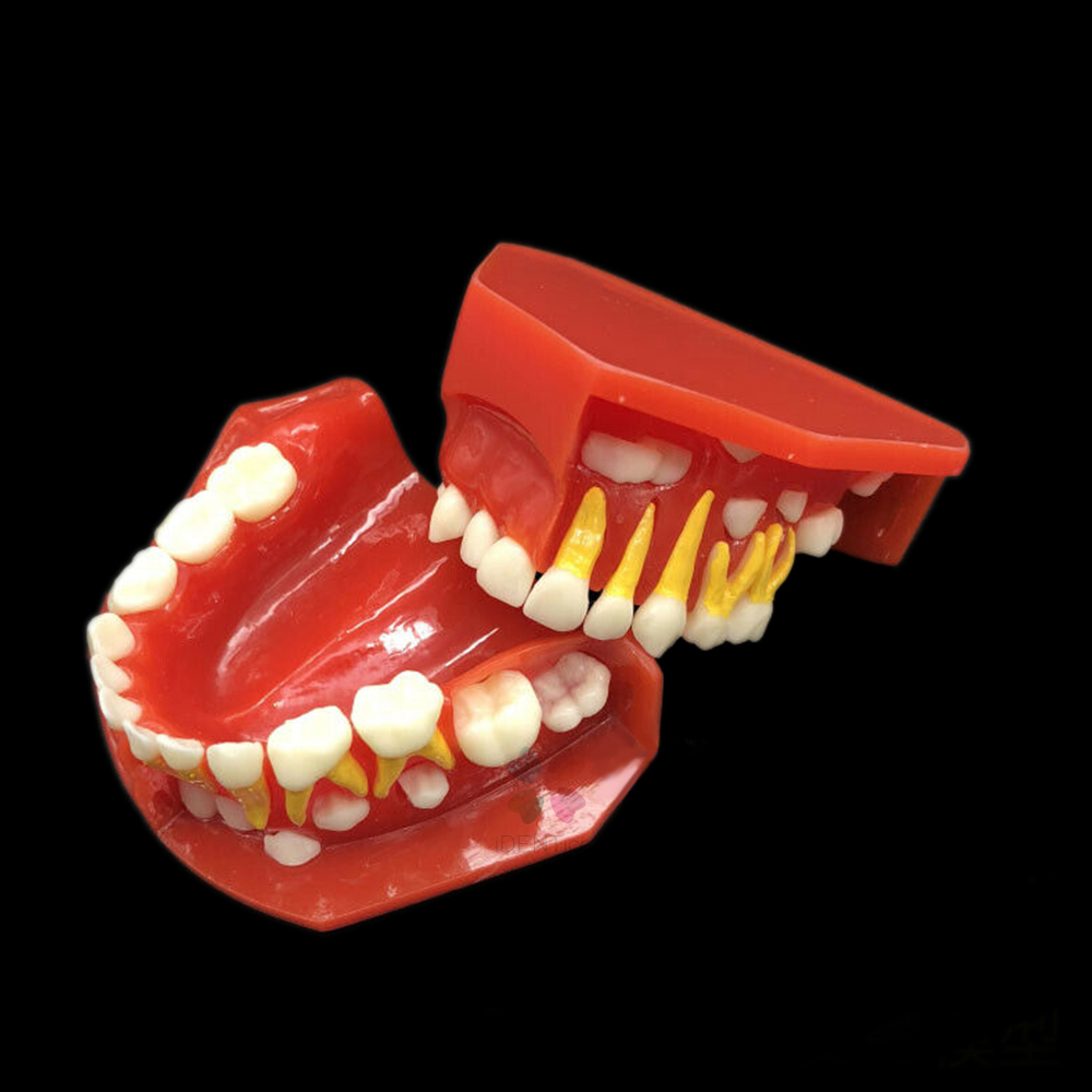 iDENTical Pediatric Development Model Age 3-6 M7011
