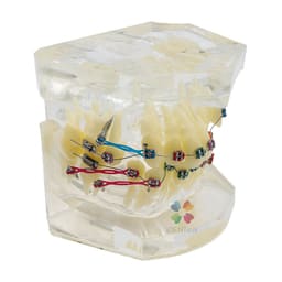 iDENTical Dental Orthodontic Model M3005-3