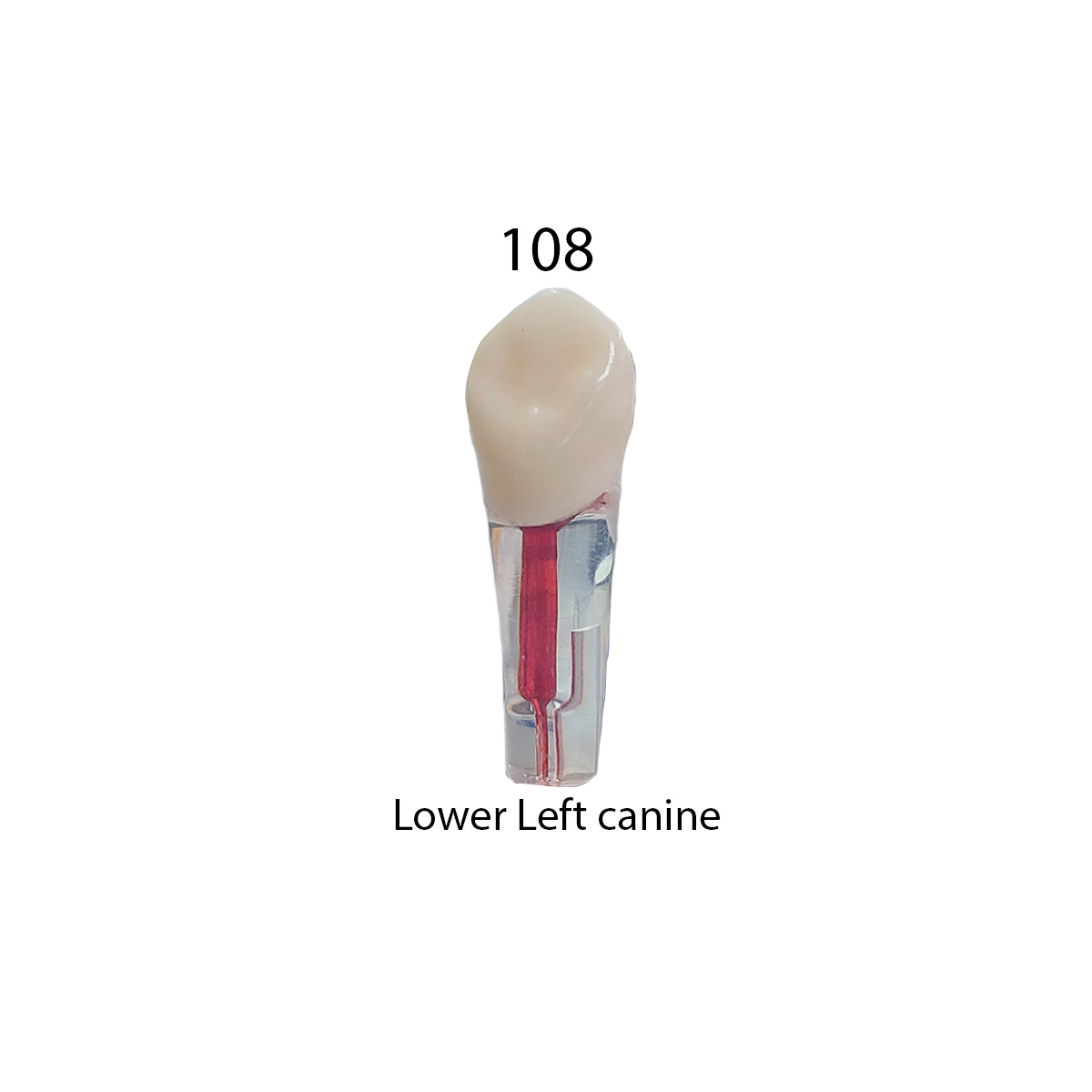 iDENTical Root Canal Treatment Practice Models