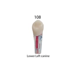 iDENTical Root Canal Treatment Practice Model - 108