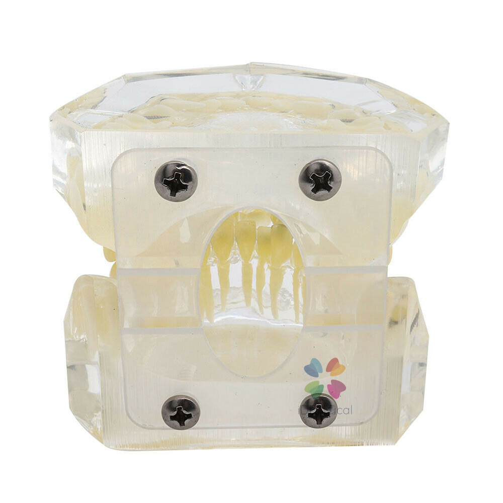 iDENTical Dental Orthodontic Models M3005