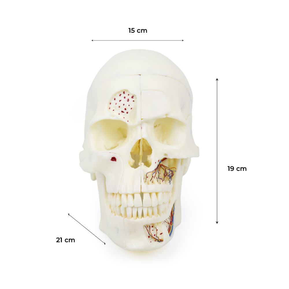iDENTical Skull Education Model (M5007)