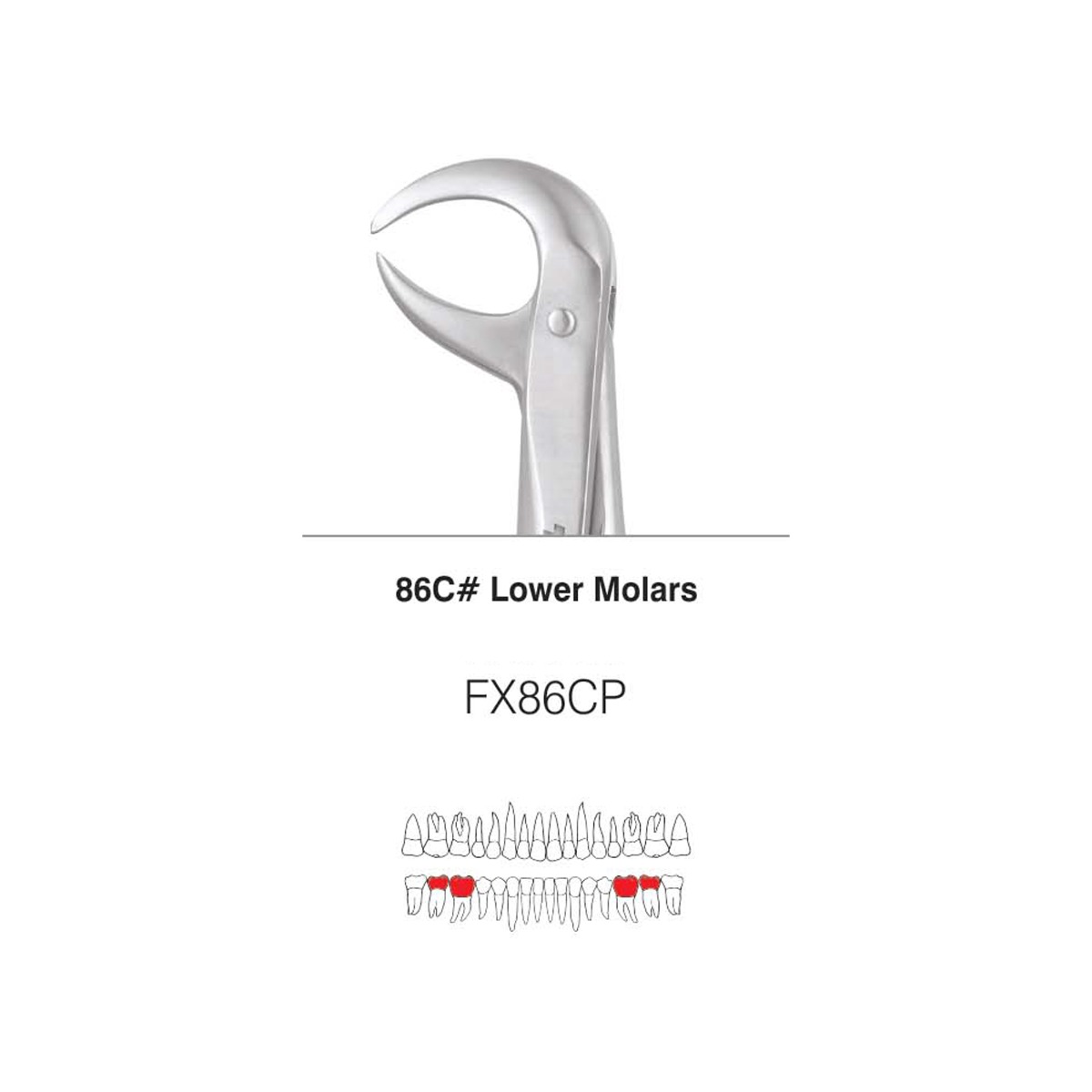 GDC Extraction Forceps S/12 With Cassette Instruments Kit (EFPWC12)