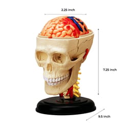 iDENTical 4D Skull Education Model (M7037) - 3