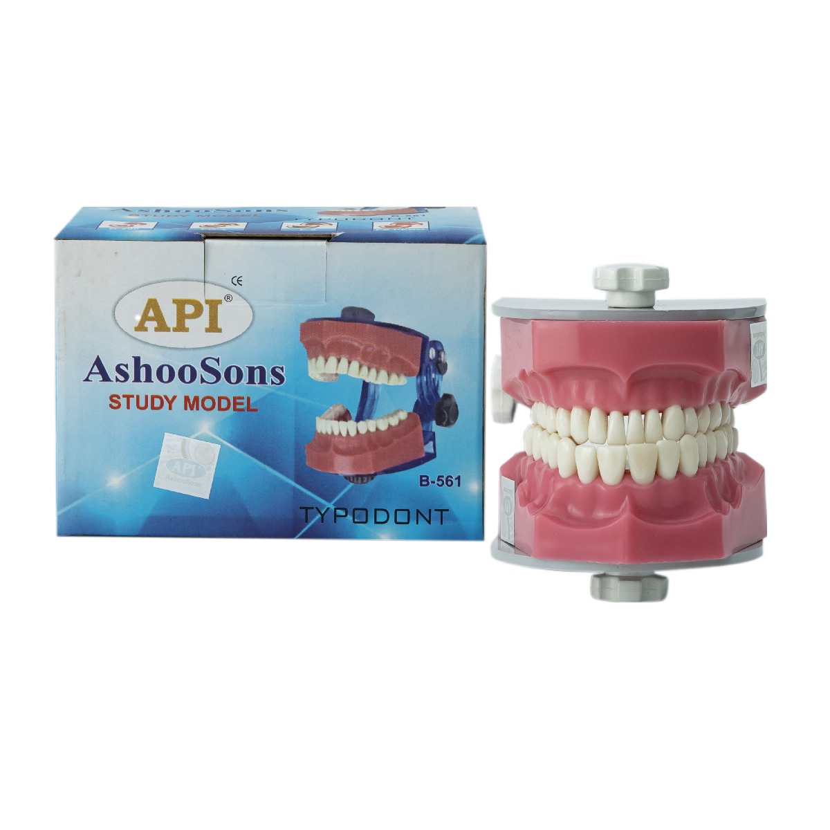 API Jaw Set with Typodonts - B + 561SG