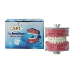 API Jaw Set with Typodonts - B + 561SG