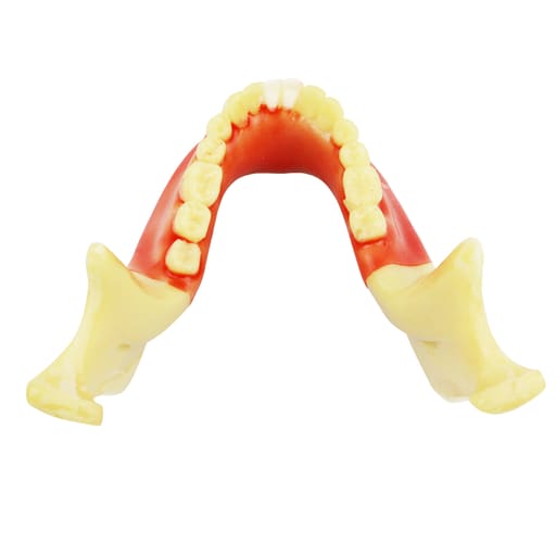 iDENTical Ortho Implant Practice with Soft Tissue Model M2031