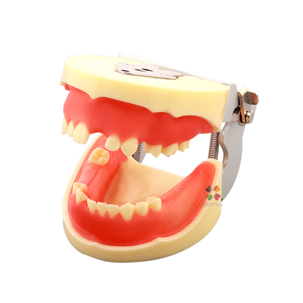 iDENTical Dental Implant Practicing Model With Articulator - M2002