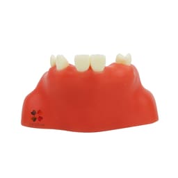 iDENTical Dental Sinus Lift Practicing Model M2014 - 2