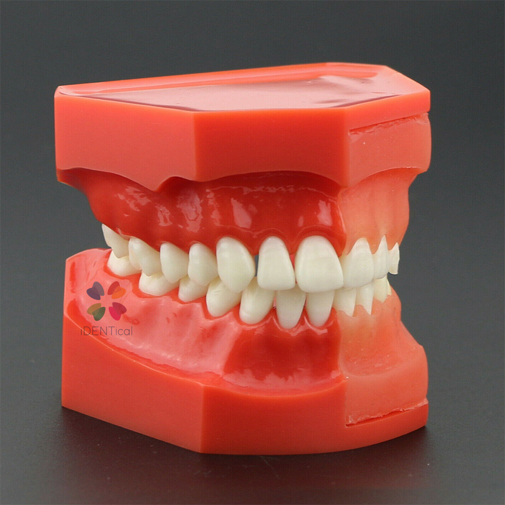 iDENTical Pediatric Development Model Age 9-12 M7013