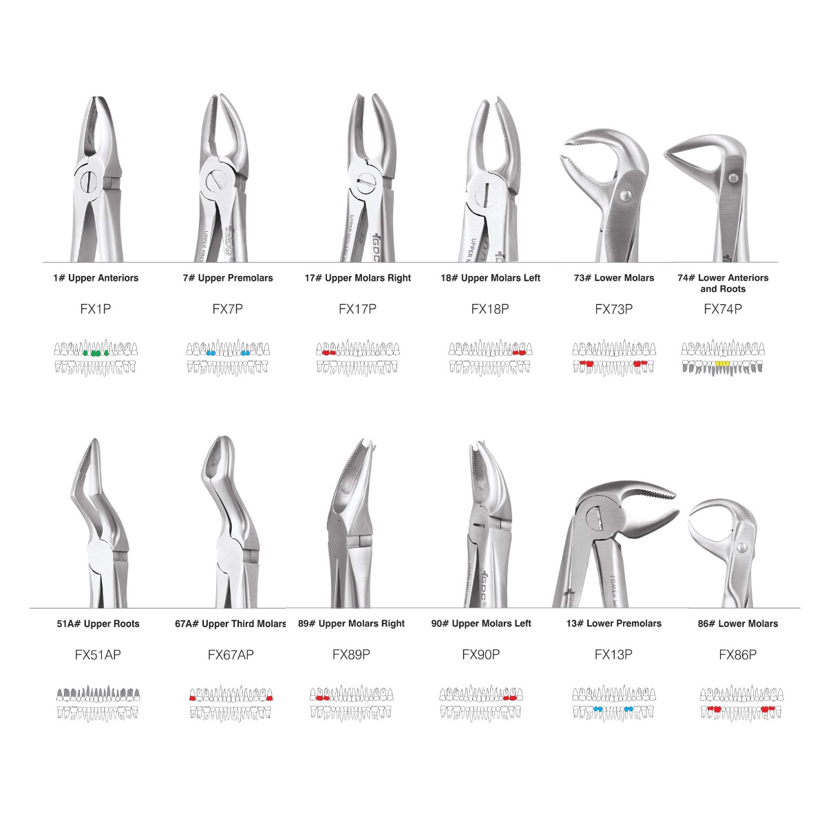 GDC Extraction Forceps S/12 With Cassette Instruments Kit (EFPWC12)