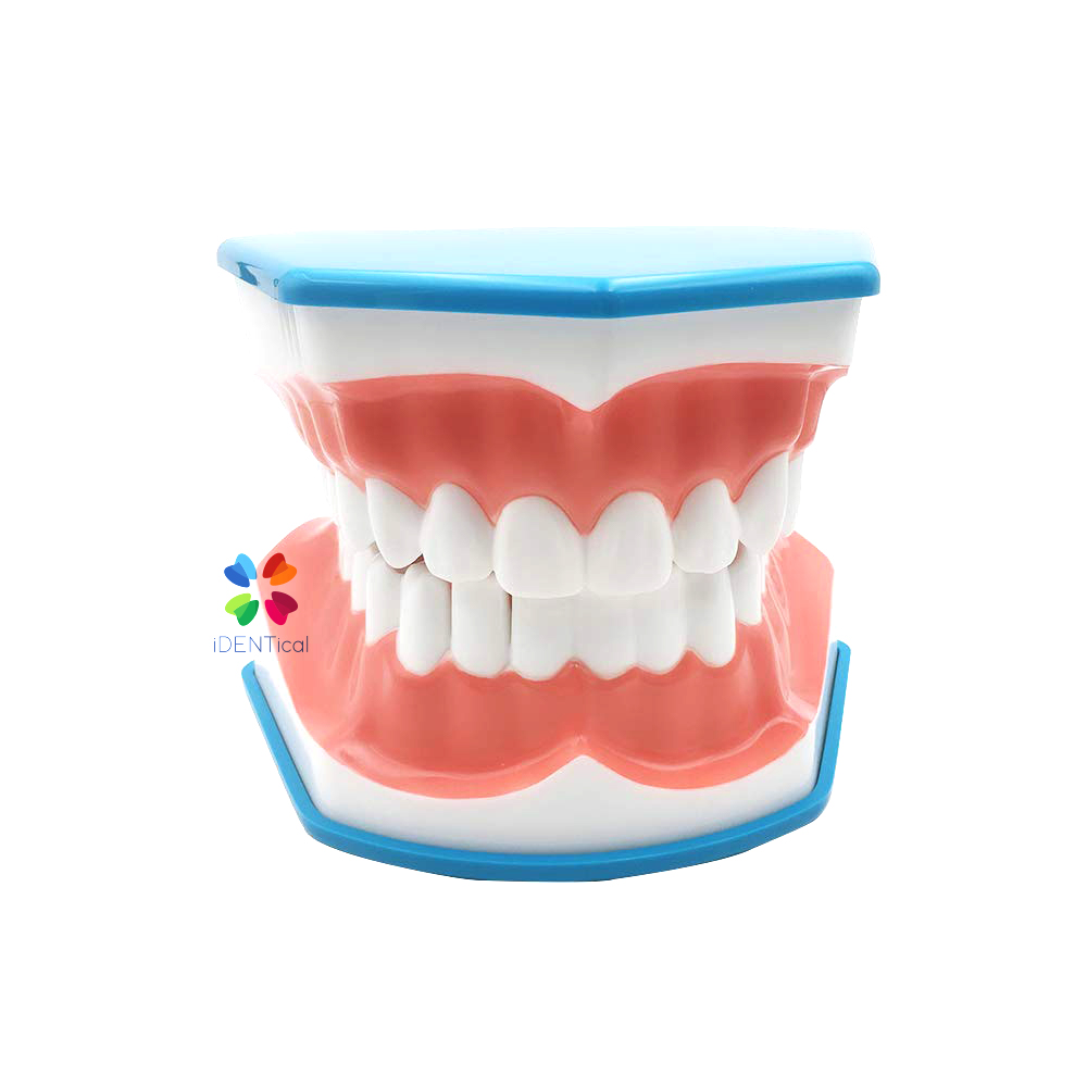 iDENTical Big Brushing Model With Tongue For Patient Education MD-101