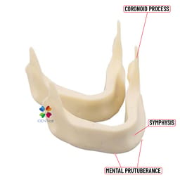 iDENTical Implant Practice Mandible Jaw Model M2025 (1 Piece) - 5